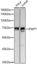 PWP1 Antibody in Western Blot (WB)