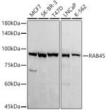 RASEF Antibody in Western Blot (WB)