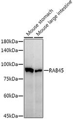 RASEF Antibody in Western Blot (WB)