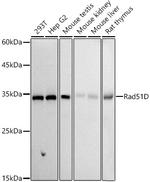 RAD51D Recombinant Rabbit Monoclonal Antibody (6F2D1)