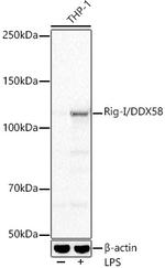 RIG-I Antibody in Western Blot (WB)