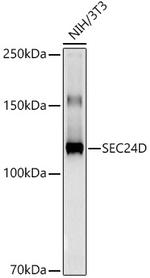SEC24D Antibody in Western Blot (WB)