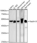 Septin-8 Recombinant Rabbit Monoclonal Antibody (5A2J9)