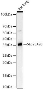 SLC25A20 Antibody in Western Blot (WB)