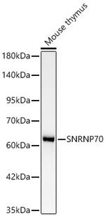 SNRNP70 Antibody in Western Blot (WB)