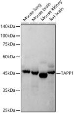 TAPP1 Antibody in Western Blot (WB)