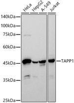 TAPP1 Recombinant Rabbit Monoclonal Antibody (10W4R0)