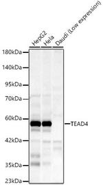 TEAD4 Recombinant Rabbit Monoclonal Antibody (8R0N1)