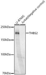 Thrombospondin 2 Recombinant Rabbit Monoclonal Antibody (3F2X4)