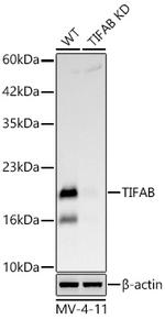TIFAB Antibody in Western Blot (WB)
