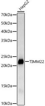 TIMM22 Antibody in Western Blot (WB)