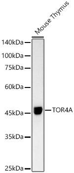 TOR4A Antibody in Western Blot (WB)