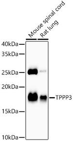 TPPP3 Recombinant Rabbit Monoclonal Antibody (2P1I9)