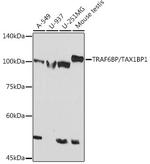 TAX1BP1 Recombinant Rabbit Monoclonal Antibody (7Y9W3)