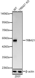 TRIM21 Recombinant Rabbit Monoclonal Antibody (7X9I8)