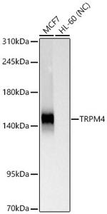 TRPM4 Antibody in Western Blot (WB)