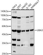 UBA3 Recombinant Rabbit Monoclonal Antibody (2D2J6)