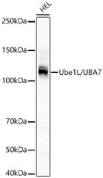 UBE1L Recombinant Rabbit Monoclonal Antibody (6V3Y5)
