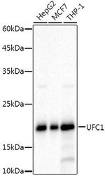 UFC1 Recombinant Rabbit Monoclonal Antibody (8V0X7)