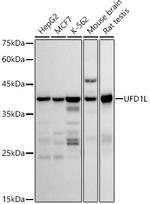 UFD1L Recombinant Rabbit Monoclonal Antibody (7K8E2)