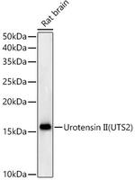 UTS2 Recombinant Rabbit Monoclonal Antibody (3B2M6)