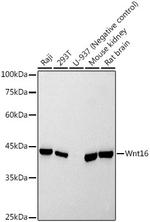 WNT16 Recombinant Rabbit Monoclonal Antibody (5I0E4)