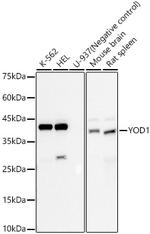 YOD1 Recombinant Rabbit Monoclonal Antibody (4F9O2)