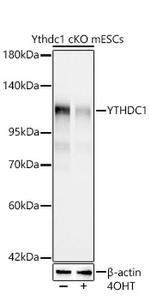 YTHDC1 Recombinant Rabbit Monoclonal Antibody (3K8D1)