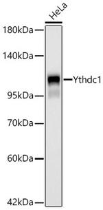 YTHDC1 Antibody in Western Blot (WB)