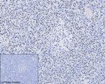 Phospho-IRE1 alpha (Ser724) Antibody in Immunohistochemistry (Paraffin) (IHC (P))