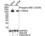 Phospho-IRE1 alpha (Ser724) Antibody in Western Blot (WB)