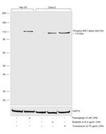 Phospho-IRE1 alpha (Ser724) Antibody in Western Blot (WB)