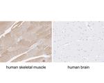 Myosin heavy chain 1 Antibody in Immunohistochemistry (Paraffin) (IHC (P))