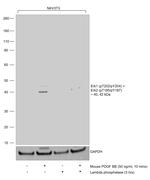 Phospho-ERK1/ERK2 (Thr202, Tyr204, Thr185, Tyr187) Antibody