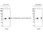 Phospho-ERK1/ERK2 (Thr202, Tyr204, Thr185, Tyr187) Antibody in Western Blot (WB)
