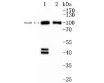 Phospho-ERK1/ERK2 (Thr202, Tyr204, Thr185, Tyr187) Antibody in Western Blot (WB)