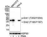 Phospho-ERK1/ERK2 (Thr202, Tyr204, Thr185, Tyr187) Antibody in Western Blot (WB)