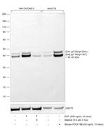 Phospho-ERK1/ERK2 (Thr202, Tyr204, Thr185, Tyr187) Antibody in Western Blot (WB)
