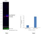 Phospho-ERK1/ERK2 (Thr202, Tyr204, Thr185, Tyr187) Antibody in Western Blot (WB)