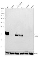 Myogenin Antibody