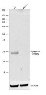 Myogenin Antibody