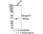Myogenin Antibody in Western Blot (WB)