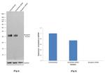 Myogenin Antibody in Western Blot (WB)