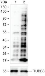 Crotonylated Lysine Antibody Cocktail