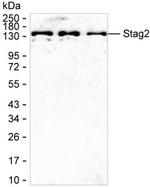 STAG2 Monoclonal Antibody (KT76)