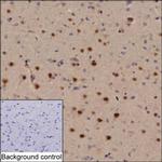 OCT6 Monoclonal Antibody (KT110)