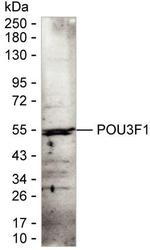 OCT6 Antibody in Western Blot (WB)