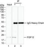 FGF12 Antibody in Immunoprecipitation (IP)