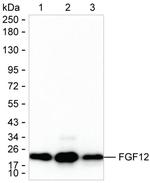 FGF12 Monoclonal Antibody (K94041_8C12)