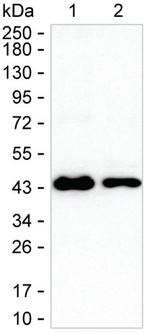 Nudel Monoclonal Antibody (K52041_9G9)